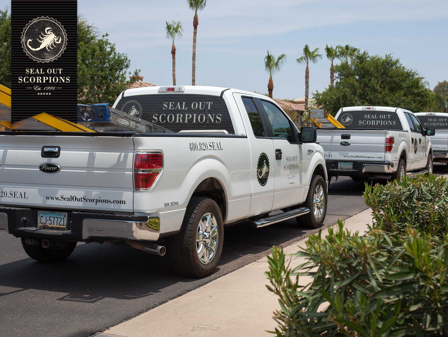 tempe scorpion company 2